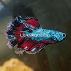 Rosetail Betta (click for more detail)