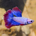 Stars & Stripes Betta (click for more detail)