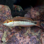 Rainbow Wrasse (click for more detail)