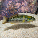 Goldbar Wrasse  (click for more detail)