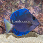 Carribean Blue Tang, Adult (click for more detail)