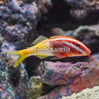 Bicolor Goatfish (click for more detail)