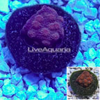 LiveAquaria® Cultured Cyphastrea Coral (click for more detail)