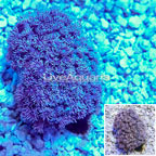 Goniopora Coral Indonesia (click for more detail)