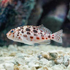 Spotted Pixie Hawkfish (click for more detail)