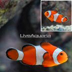 Ocellaris Clownfish (click for more detail)