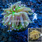 LiveAquaria® Cultured Torch Coral (click for more detail)