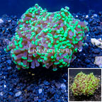 LiveAquaria® Cultured Hammer Coral (click for more detail)