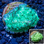 LiveAquaria® Cultured Hydnophora Coral (click for more detail)