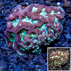 LiveAquaria® Cultured Favia Coral (click for more detail)