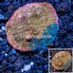 LiveAquaria® Cultured Ultra Chalice Coral (click for more detail)