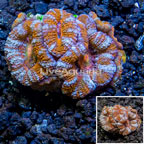 LiveAquaria® Cultured Acan Lord Coral (click for more detail)