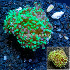 LiveAquaria® Cultured Hammer Coral (click for more detail)