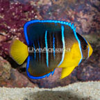 Caribbean Blue Angelfish (click for more detail)