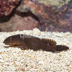 Black Clingfish  (click for more detail)