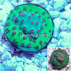 LiveAquaria® Cultured Cyphastrea Frag (click for more detail)