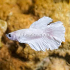 White Opal Betta (click for more detail)