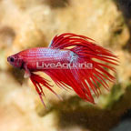 Crowntail Betta, Male (click for more detail)