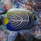 Emperor Angelfish  (click for more detail)