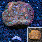 Chalice Coral Indonesia (click for more detail)