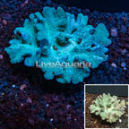 Cabbage Leather Coral Vietnam (click for more detail)