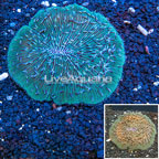 Short Tentacle Plate Coral Australia (click for more detail)