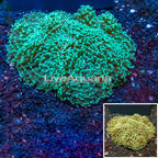Hammer Coral Australia  (click for more detail)