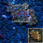 Zoanthus Coral Indonesia (click for more detail)