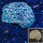 Goniastrea Brain Coral Australia (click for more detail)