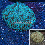 Hammer Coral Australia  (click for more detail)