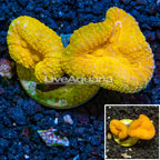 Lobed Brain Coral Australia (click for more detail)
