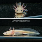 Captive-bred Leucistic Axolotl, GFP (click for more detail)