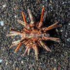 Pencil Urchin (click for more detail)