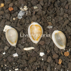 Gold Ring Cowrie, Trio (click for more detail)