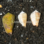 Orange Lip Conch Snail, Group of 3 (click for more detail)