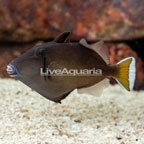 White Tip Triggerfish (click for more detail)