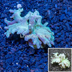 Sinularia Leather Coral Vietnam (click for more detail)