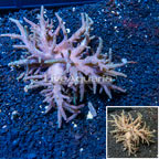 Sinularia Leather Coral Vietnam (click for more detail)