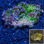 Starburst Polyps and Zoanthus Coral Combo Rock Vietnam (click for more detail)