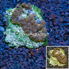 Zoanthus Coral Vietnam (click for more detail)