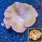 Toadstool Leather Coral Vietnam (click for more detail)