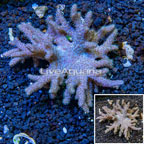 Sinularia Leather Coral Vietnam (click for more detail)