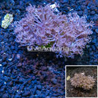 Xenia Coral Indonesia (click for more detail)