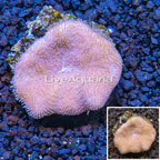 Toadstool Leather Coral Vietnam (click for more detail)