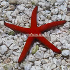 Orange Sea Star (click for more detail)