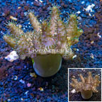 Devil's Hand Coral Indonesia (click for more detail)