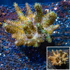 Devil's Hand Coral Indonesia (click for more detail)