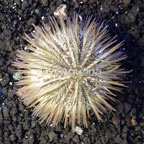 Pincushion Urchin (click for more detail)