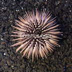 Rock Boring Urchin (click for more detail)