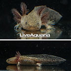 Captive-Bred Wild Melanoid Axolotl, GFP  (click for more detail)